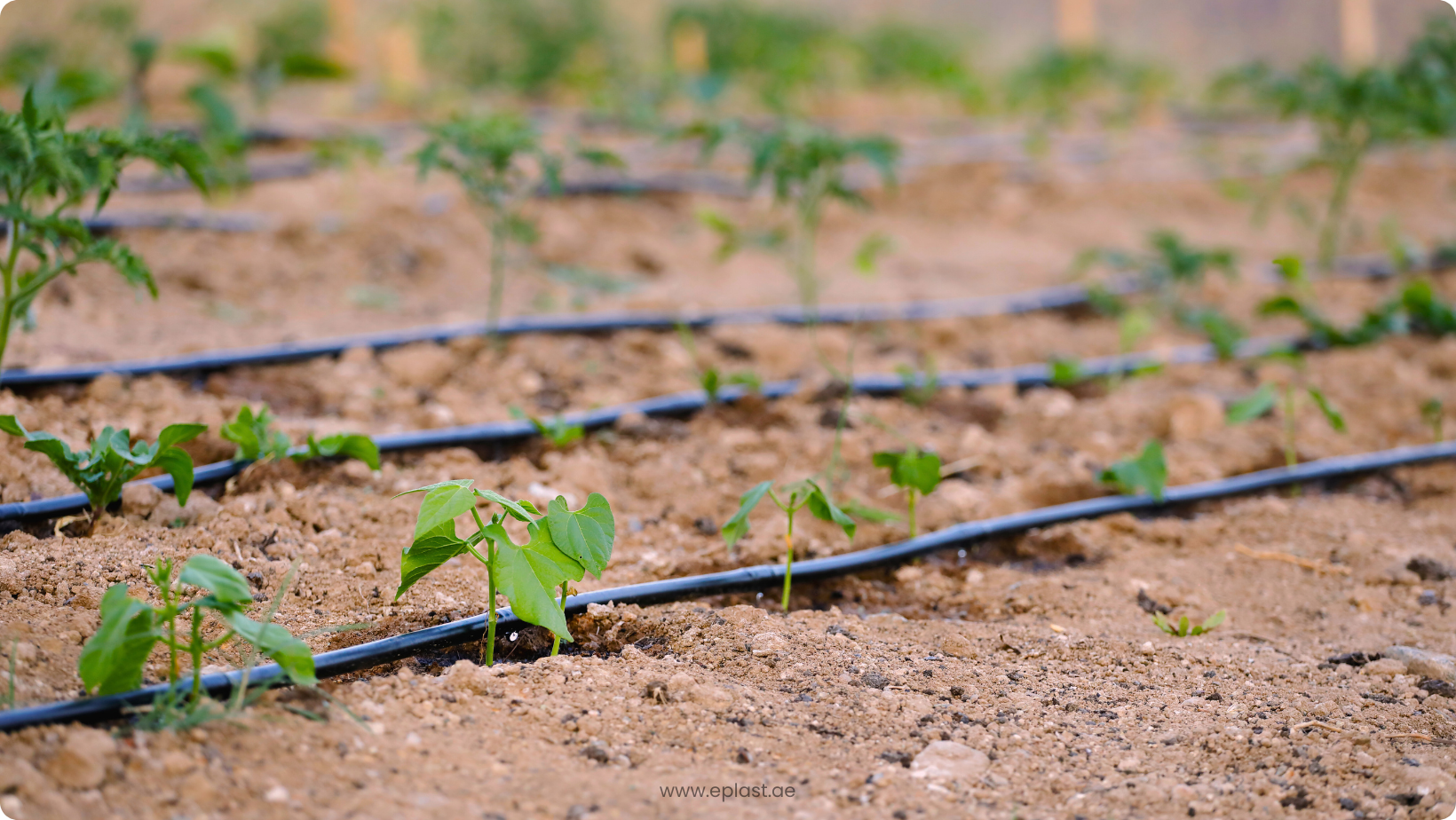 Water-saving drip irrigation solution in UAE